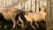 Black and white colour sheep flock walks from wooden stable