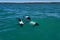 Black and white Commerson Dolphins swimming in the turquoise water of the atlantic ocean