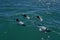 Black and white Commerson Dolphins swimming in the turquoise water of the atlantic ocean.