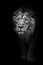 Black and white contrast photo of a powerful maned male lion protruding from night darkness, black and white photo, lion isolated