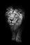 Black and white contrast photo of a powerful maned male lion protruding from night darkness, black and white photo, lion isolated