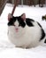 Black and white country cat sits in the snow.
