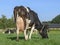 Black and white cow from behind, number 19 on the butt, teat with yellow disinfection and full udders