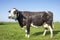 Black and white cow blaarkop, fleckvieh Simmental, standing in a field and a blue sky in the Netherlands