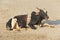 A black white cow or bull lies or rests on the beach, on the sea