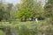 Black and white cow with calf in lush spring tree orchard near Woerden in holland