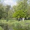 Black and white cow with calf in lush spring tree orchard near Woerden in holland