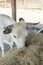 A black and white cow chewing hay behind the corral fence. Cows eat hay. Bulls eating lucerne hay from manger on farm. vertical