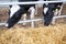 Black and white cow close-up. Dairy cattle, farming