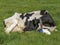Black and white cow curled sleeping in the middle of a grassland.