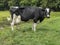 Black and white cow, with full udders, frisian holstein, standing at a green tree background