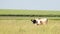 A black and white cow grazes in a large grass in the middle of a field, meadow on a sunny day