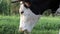 A black-white cow grazes on a pasture. Horned domesticated cattle. Agriculture. Home farm