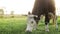 A black-white cow grazes on a pasture. Horned domesticated cattle. Agriculture. Home farm