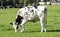 Black and white cow grazing in the green grass