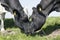 Black and white cow heads in sunny dutch green meadow in the net