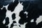 Black and white cow hide texture. Front shoulder close up.
