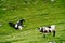 A black-and-white cow lies on the grass near a black calf on the green grass.