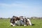 Black and white cow looking with one eye while lying curled up  in the field,  blue sky and straight horizon