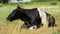 Black with White Cow Lying on Meadow and Chews Grass