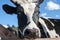 Black and white cow muzzle closeup front view with focus on the nose