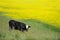 Black and white cow in the seed field