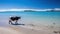 A Black and White Cow on a Serene South Sea Beach. Generative AI