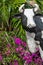 Black and white cow statue