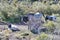 Black and white cow with two calves in the dry Mojave Desert, Arizona, USA