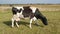 A black and white cow walks through the pasture.
