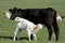 Black or white cows