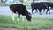 Black and white cows on a city street