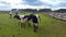 black and white cows in a corral on a farm. Cows graze on a meadow in summer in nature