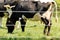 black and white cows on dairy farm, Charlton Ma Coopers FARm