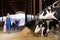 Black and white cows eating compound feed, peeking through stall fence in cow house. Cattle breeding, dairy and meat