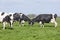 Black and white cows fight in dutch meadow on first day in the f