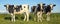 Black and white cows, Friesian Holstein, standing in a pasture under a blue sky on a sunny day