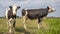 Black and white cows, frisian holstein, standing in a pasture under a blue sky