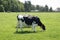 black and white cows graze in a meadow on a sunny summer day, eat green grass