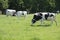 black and white cows graze in a meadow on a sunny summer day, eat green grass