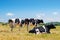 Black and white cows grazing