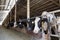 Black and white cows in large cowshed