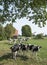 Black and white cows in meadow between aurich and leer in lower saxony