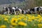 black and white cows in meadow near winterberg in german sauerland