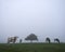 Black and white cows in misty morning meadow near tree silhouette