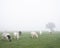 Black and white cows in misty morning meadow near tree silhouette