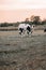 black and white cows in the pasture.Holstein Friesian Cattle.dairy cows with black and white spotting.Farm animals cows