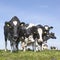 Black and white cows stare in green grassy meadow under blue sky