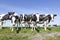 black and white cows in sunny dutch green meadow in the netherlands