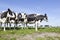 black and white cows in sunny dutch green meadow in the netherlands